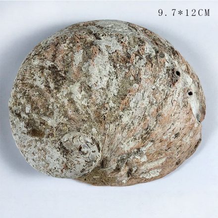 Natural Seashell sage soap decoration Holder