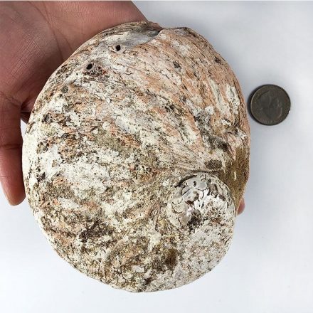 Natural Seashell sage soap decoration Holder