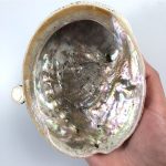 Natural Seashell sage soap decoration Holder